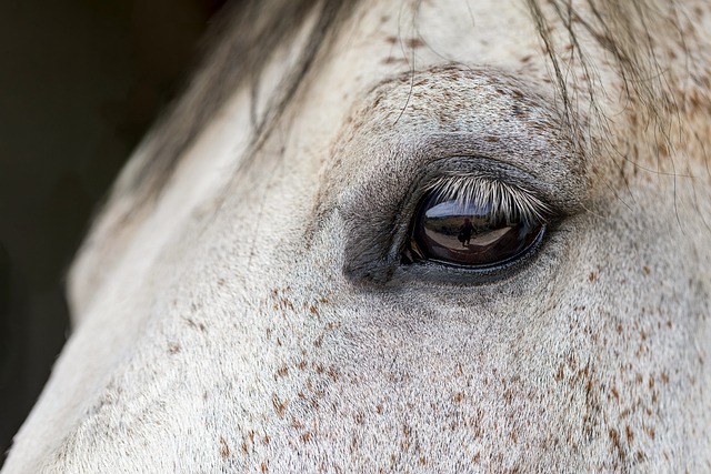 horse, horse lead rope, horses