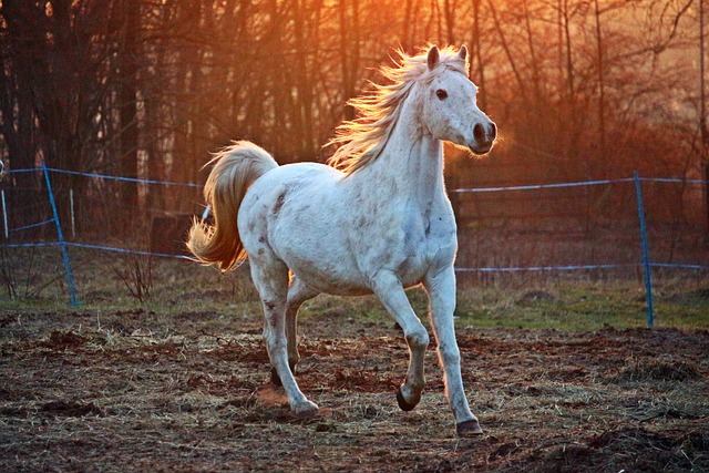 horse, horse lead rope, horses