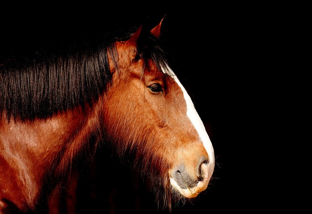 horse, horse lead rope, horses