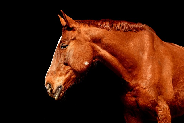 horse, horse lead rope, horses