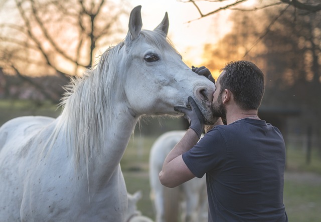 horse, horse lead rope, horses