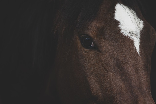 horse, horse lead rope, horses