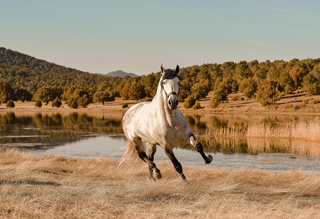 horse, horse lead rope, horses