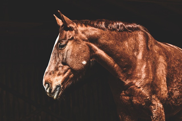 horse-horse-lead-rope-horses-640x480-88883536.jpeg
