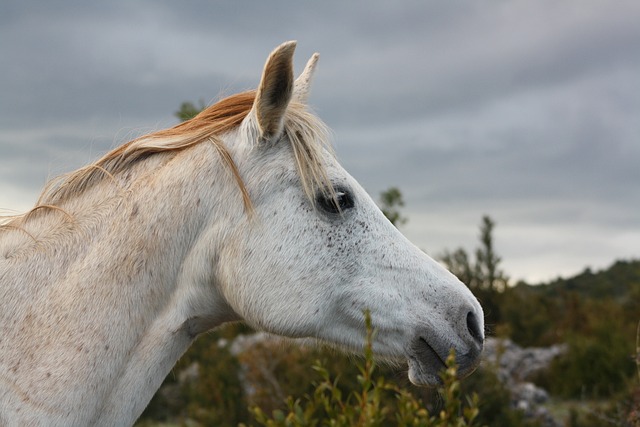 horse, horse lead rope, horses