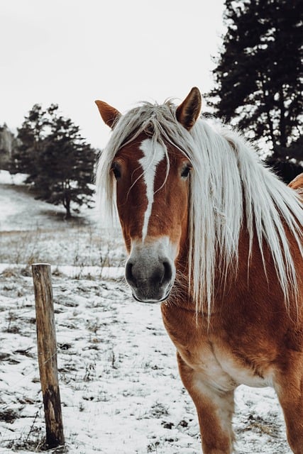 horse, horse lead rope, horses