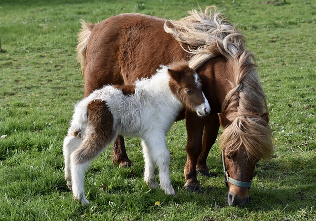 horse-horse-lead-rope-horses-640x480-96843558.jpeg