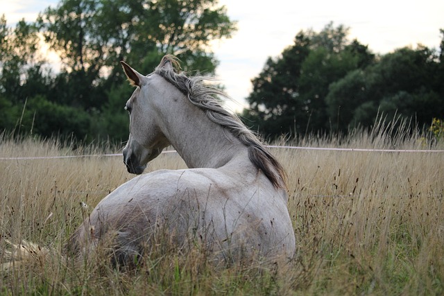 horse, horse lead rope, horses