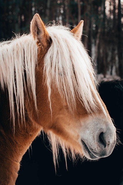 Unleashing Custom Horse Ropes: Types for Every Riding Need