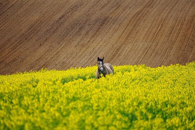 horse, horse rope