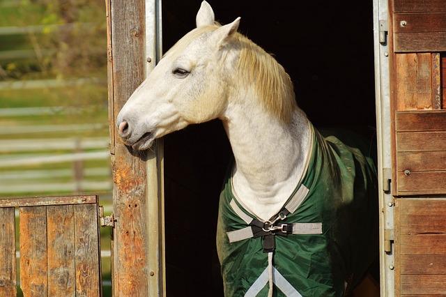 Top 5 Eco-Friendly Horse Lead Rope Options