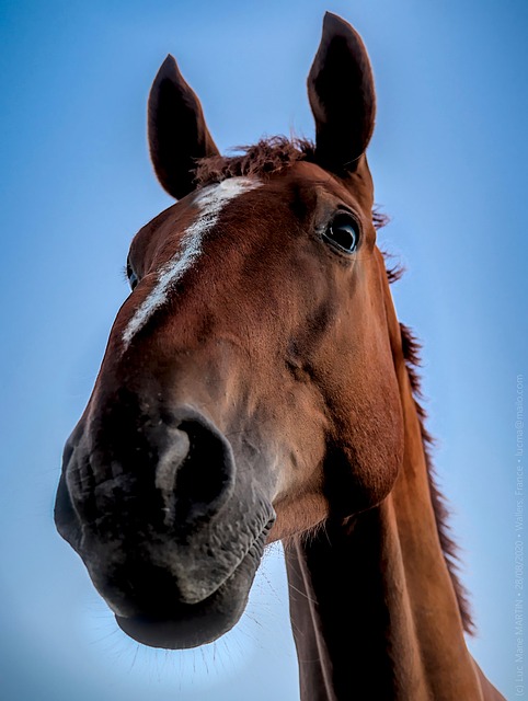 horse, horse rope