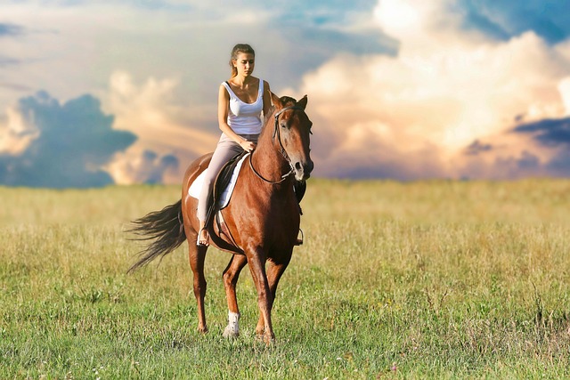horse, horse rope