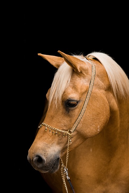 horse, horse rope
