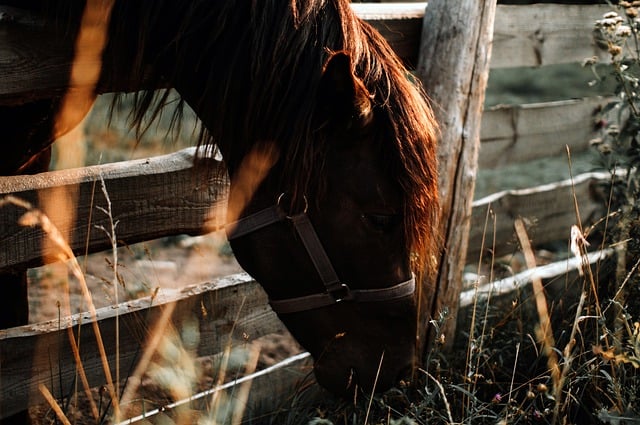 horse, horse rope