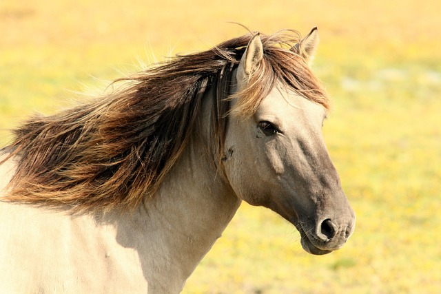 Unleash Performance: Top Horse Lead Ropes for Competition Success