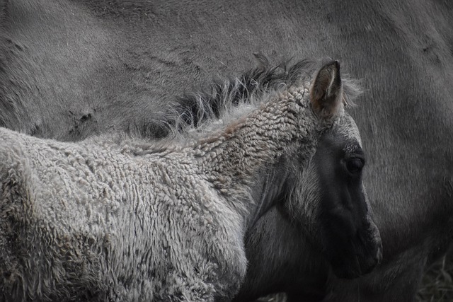 horse, horse rope