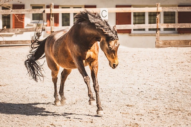 Softness in Horse Lead Ropes: Comfort, Safety, and Bonding