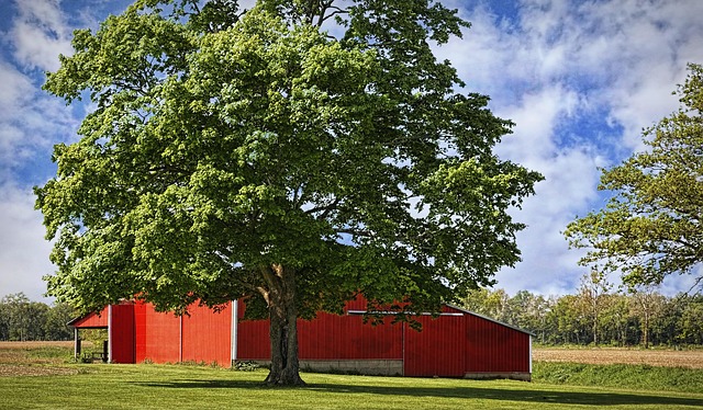 Prolonging Steel Sheds Wagga Wagga: Maintenance Tips from a Local Manufacturer