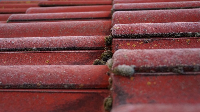 Steeline colorbond roofing