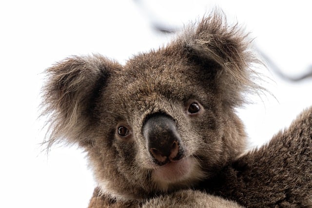 Vacationer caravans, Australian locations, Camping in Australia