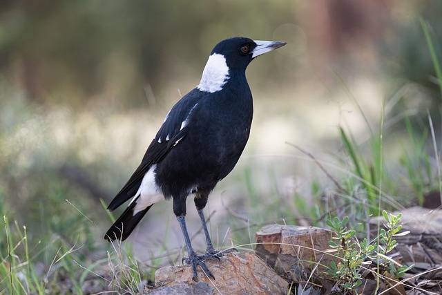 Vacationer caravans, Australian locations, Camping in Australia