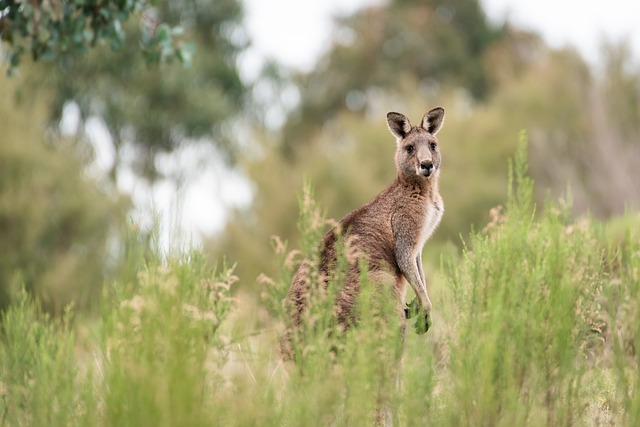 Vacationer caravans, Australian locations, Camping in Australia