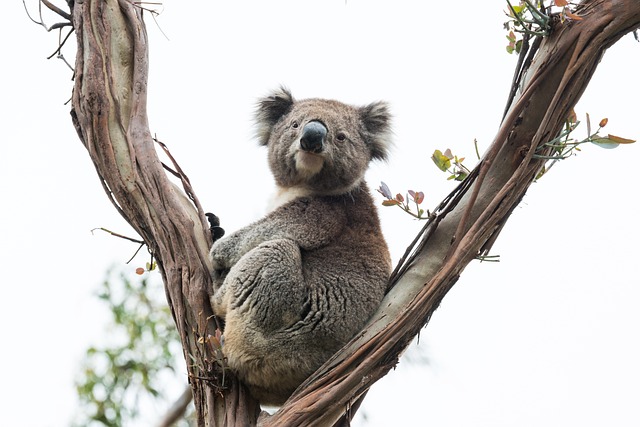 Vacationer caravans, Australian locations, Camping in Australia