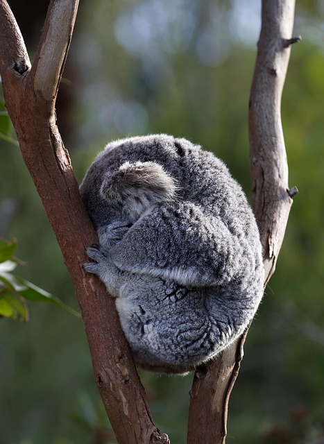 Vacationer caravans, Australian locations, Camping in Australia