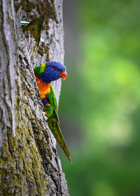 Vacationer caravans, Australian locations, Camping in Australia