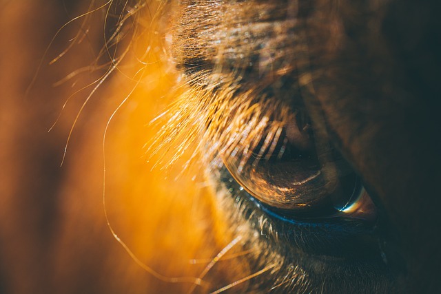 Crafting the Perfect Horse Lead Rope: Customization Guide
