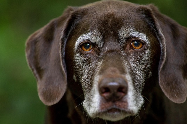 Paw4paws: Top Dog Groomers in Albury Wodonga for Sparkling Clean Fur