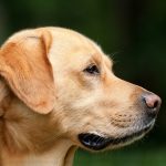 Paw4paws Dog Grooming: Revolutionizing Emergency Mat Removal Services