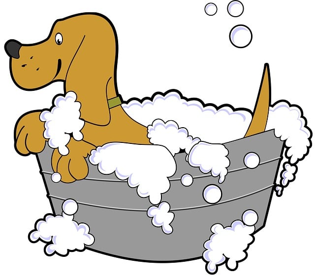 Paw4Paws Dog Groomers Wodonga: Cage-Free Experience for Your Furry Friend