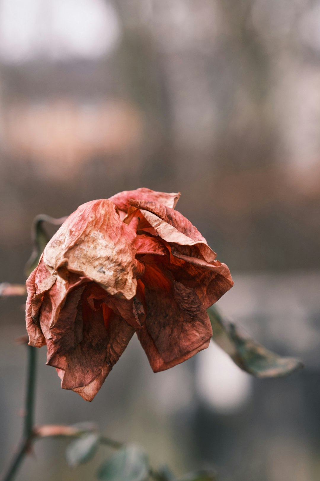 grief