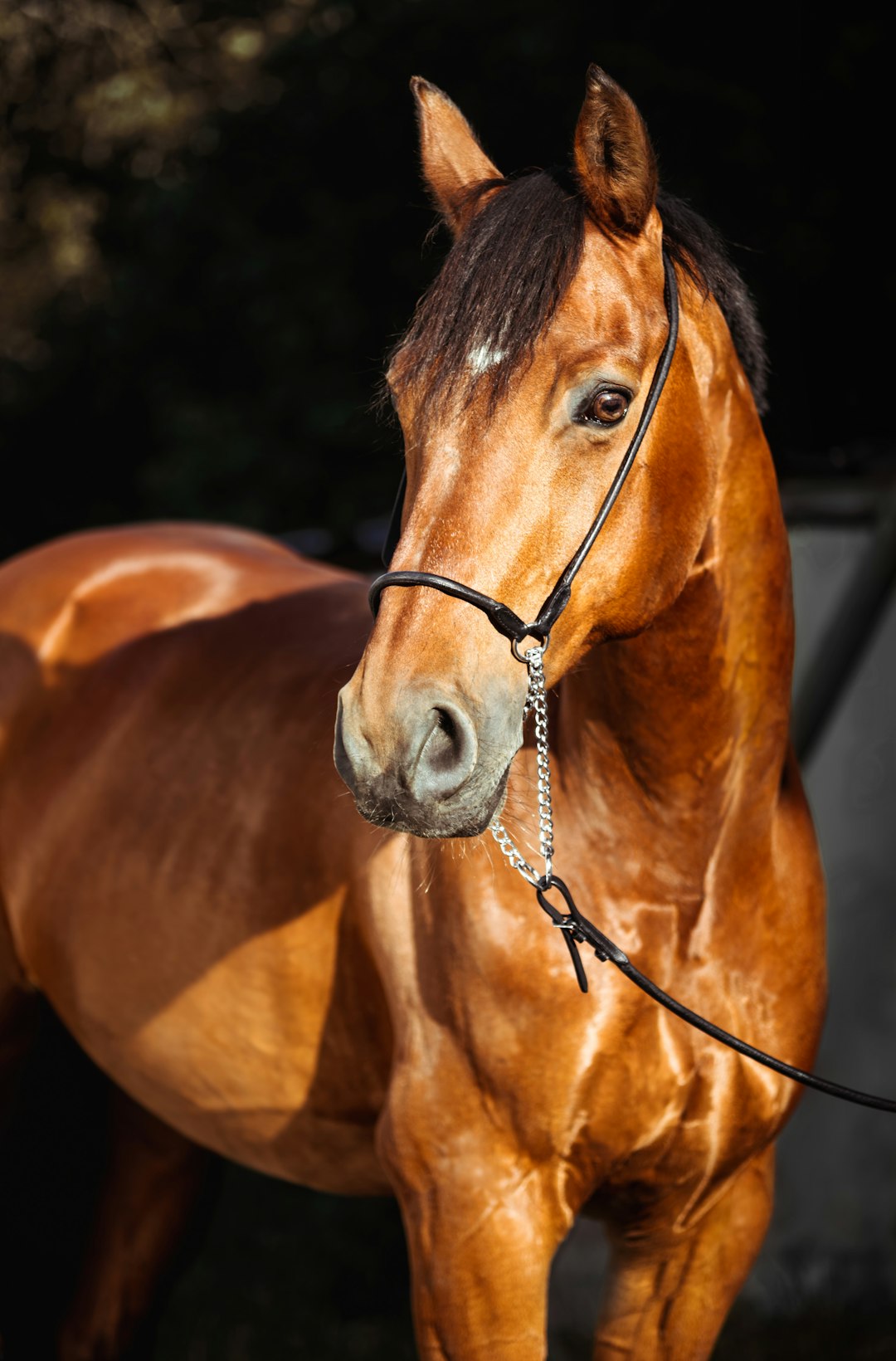 horse