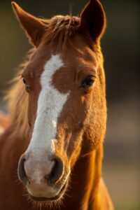 horse-640x480-6863976.jpeg