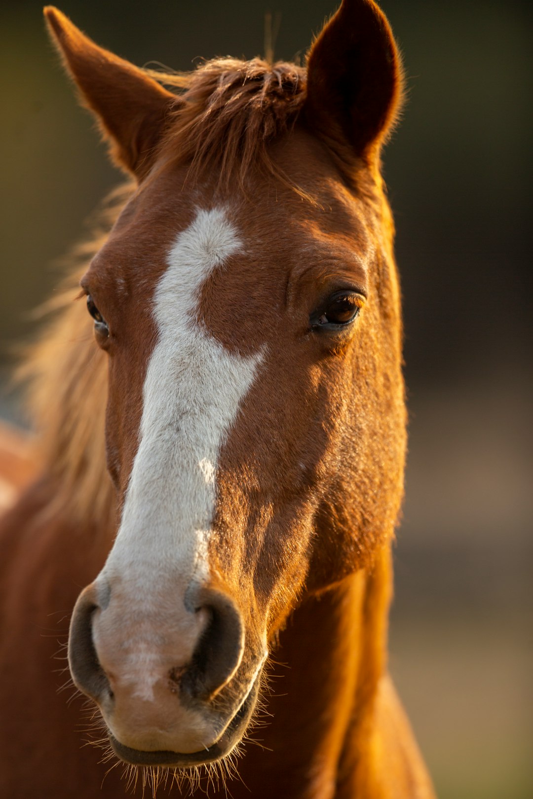 horse
