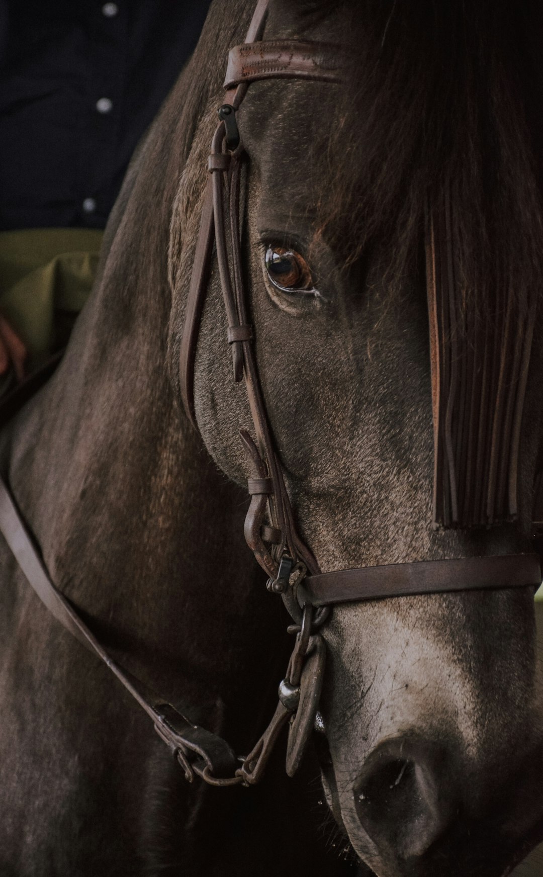 horse