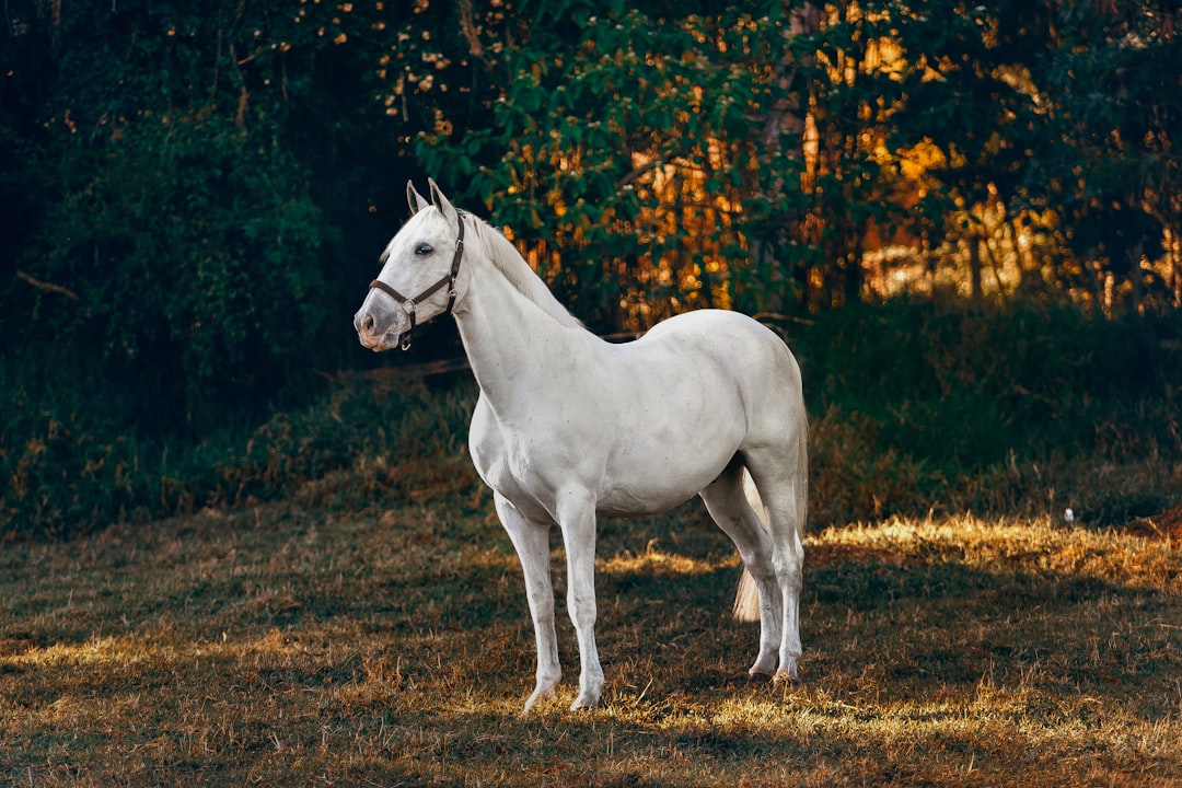 horse