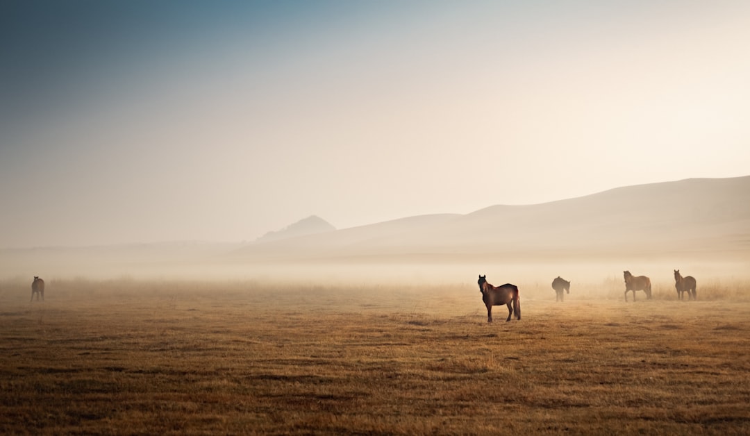 horse