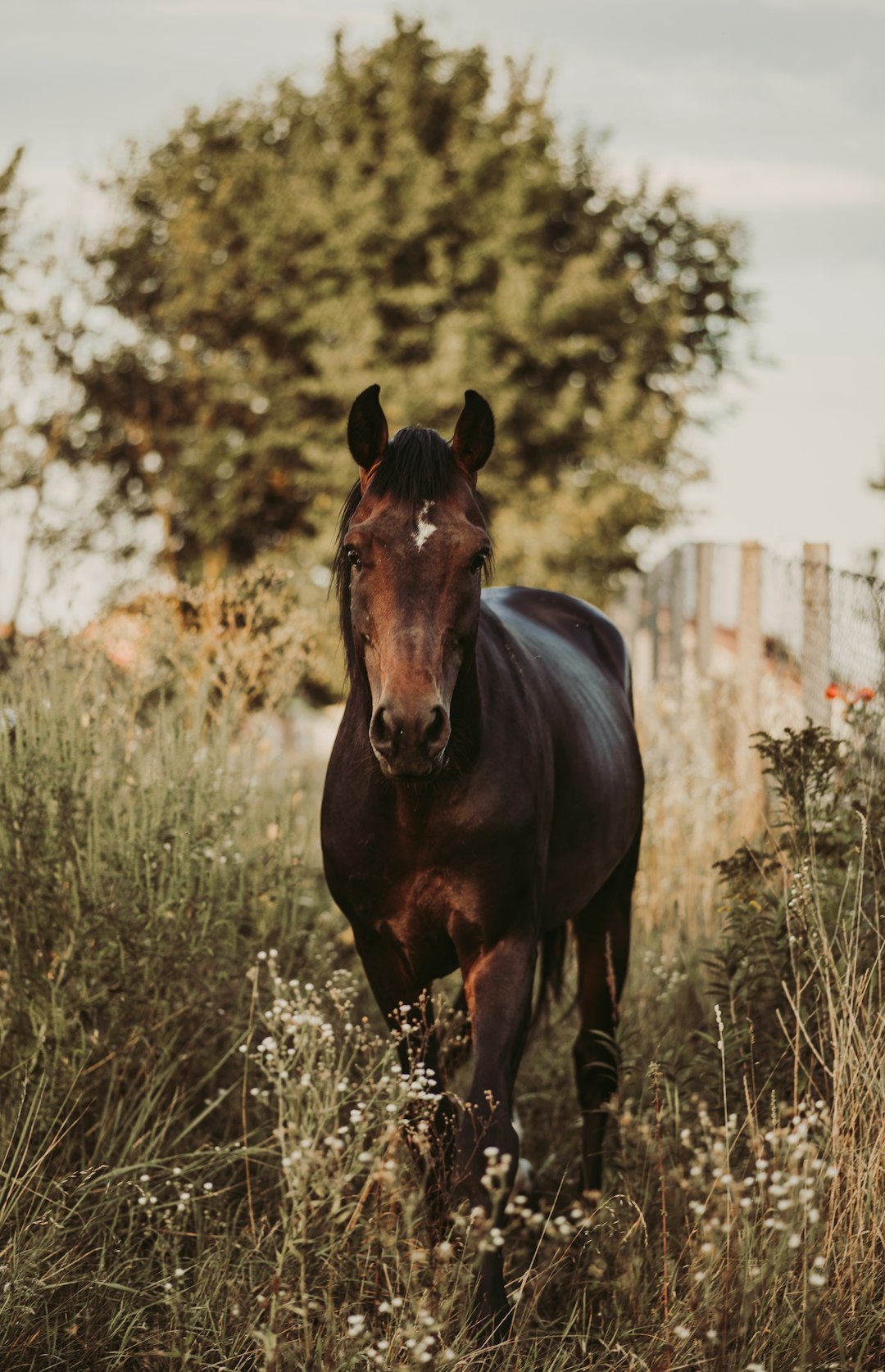horses