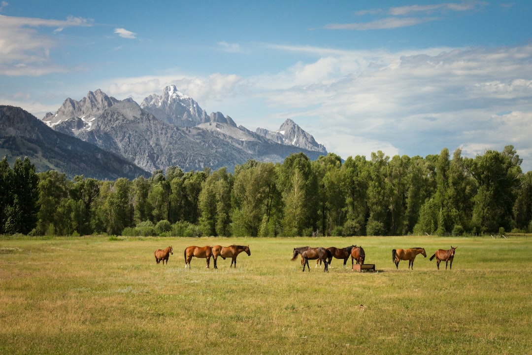horses