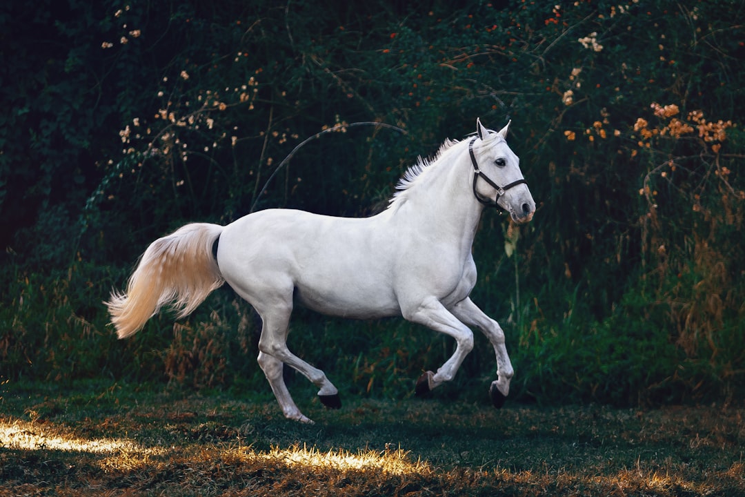 horses
