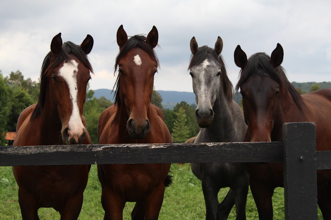 horses
