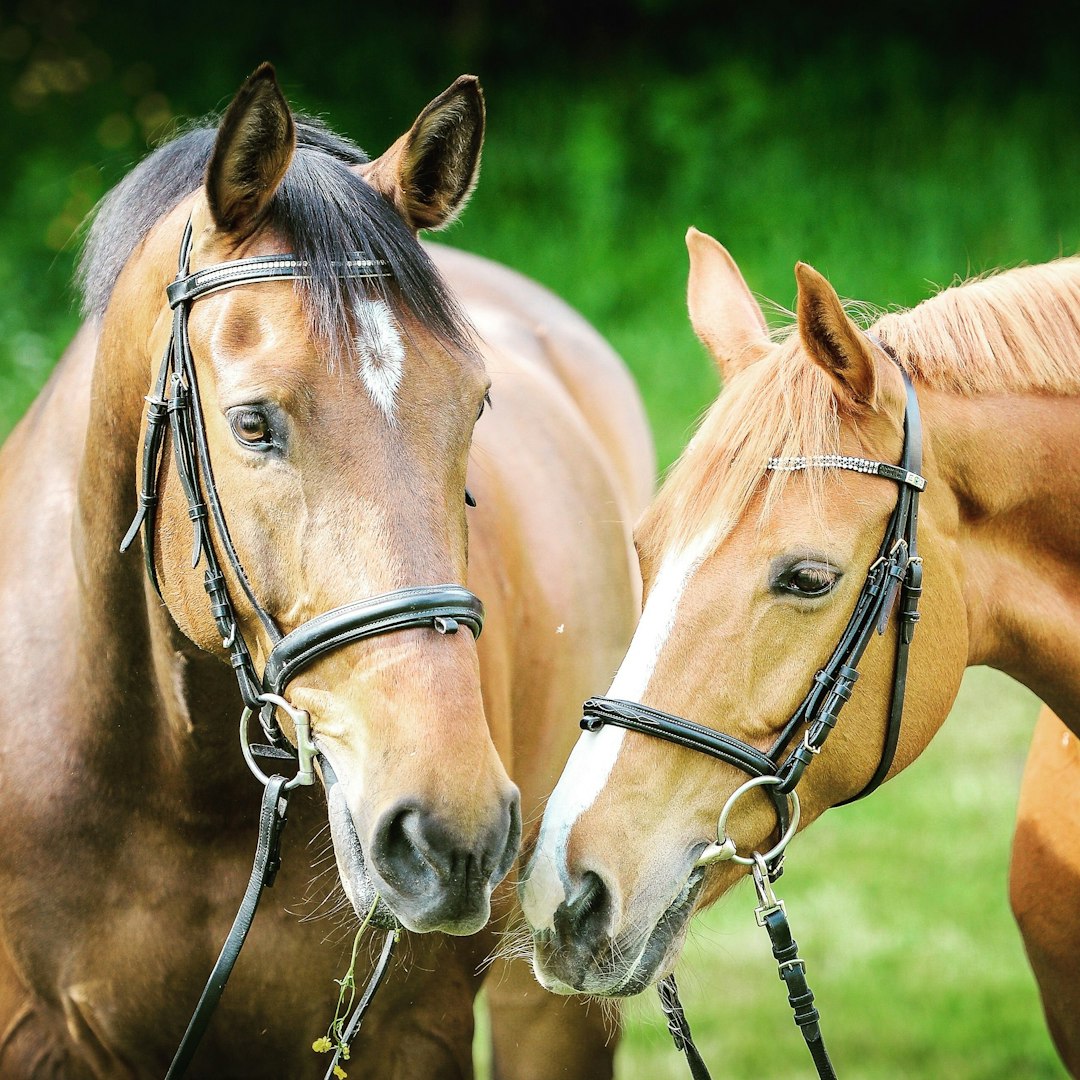 horses