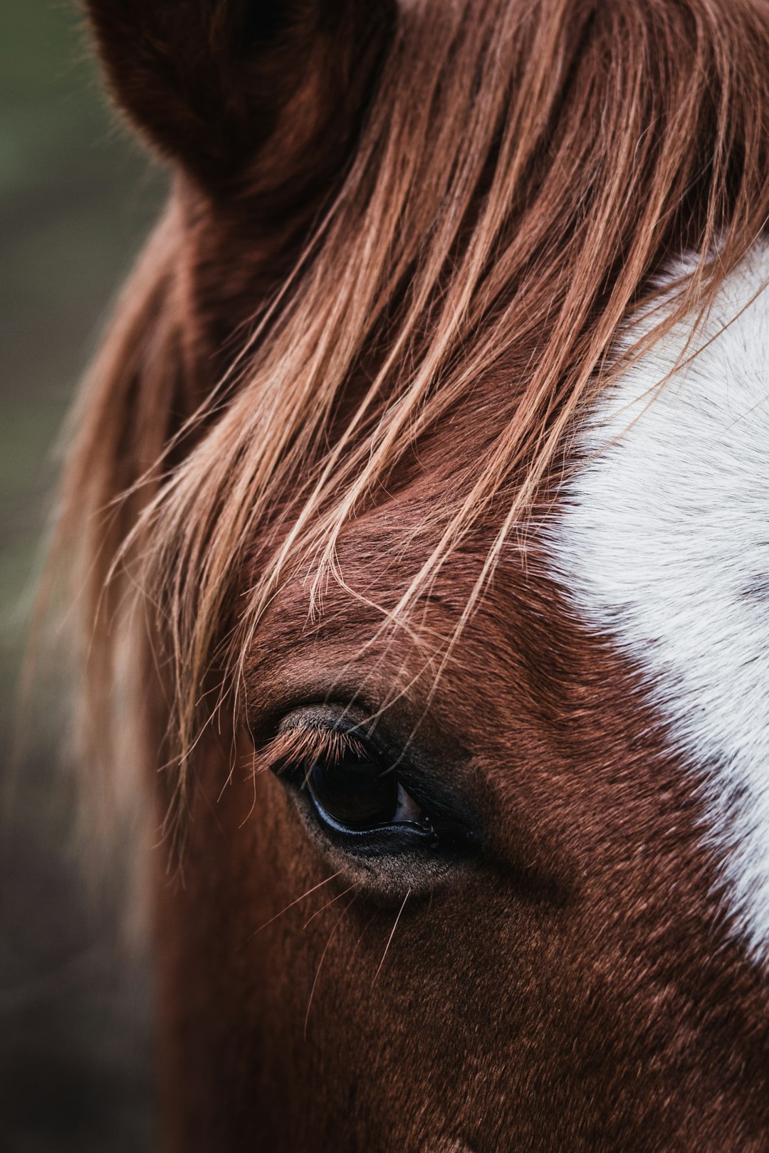 horses