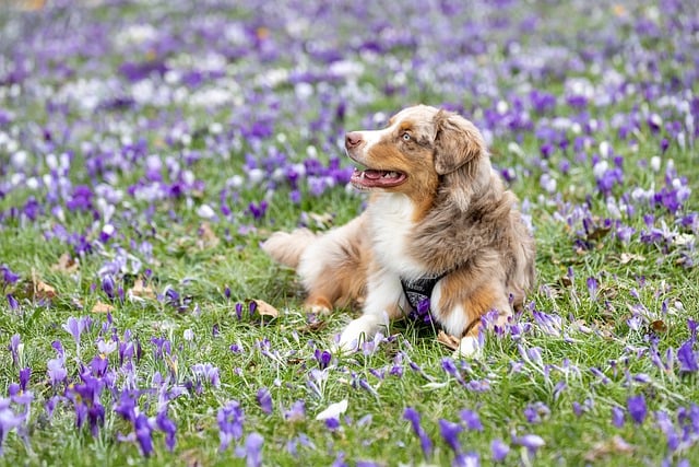 Paw4Paws: Expert Dog Grooming for Every Temperament in Albury Wodonga