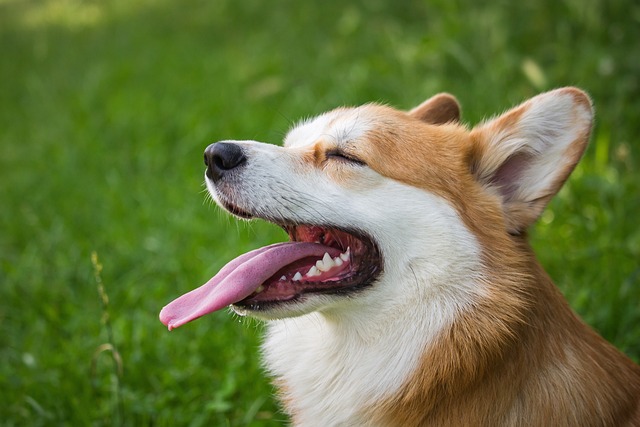 Paw4Paws Albury Wodonga: Doorstep Dog Grooming for a Stylish Pet
