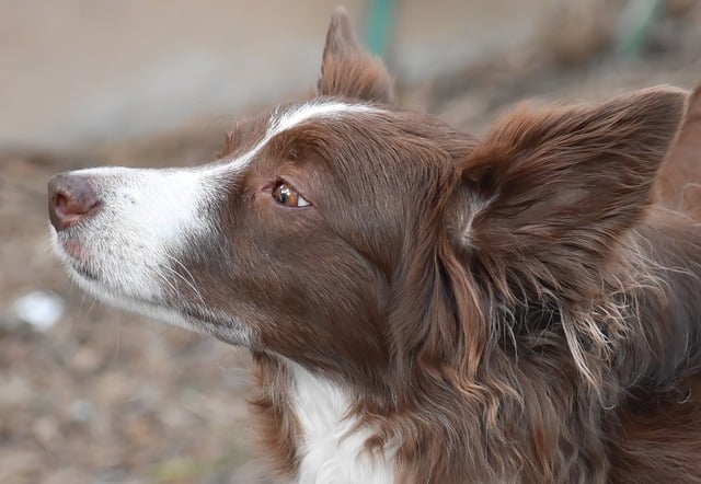 Paw4paws: Expert Dog Ear Cleaning Services in Albury